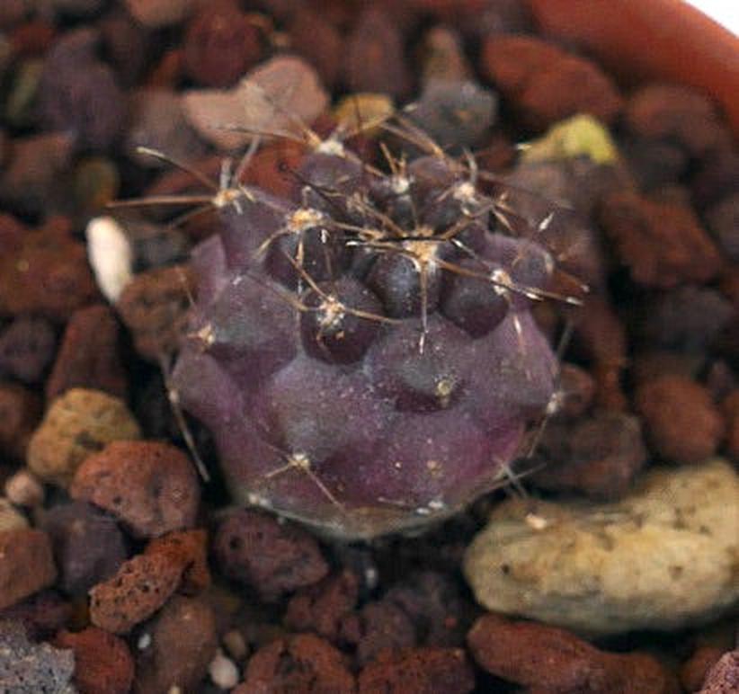 Copiapoa griseoviolacea "SHADOW"