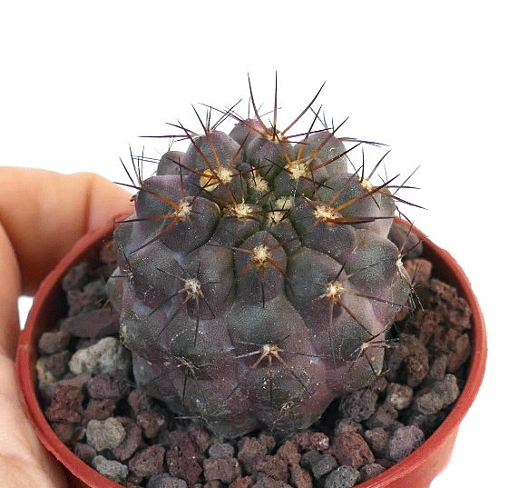 Copiapoa griseoviolacea X columna-alba ERB93