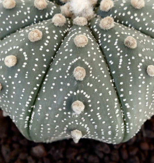 Astrophytum asterias (slightly STAR-SHAPE) WE330