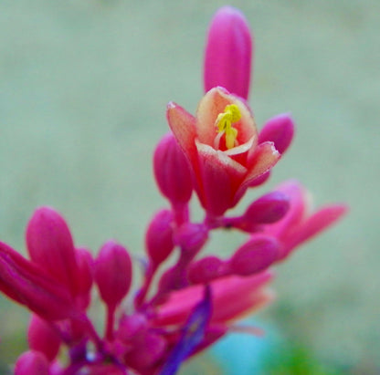 Hesperaloe parviflora 20-30cm