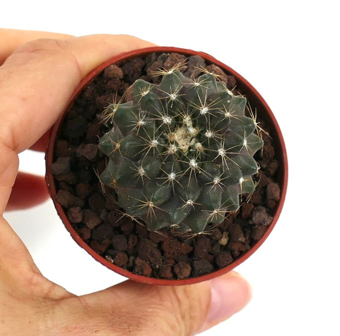 Copiapoa humilis X tenuissima WHITE SPINES SEMP15