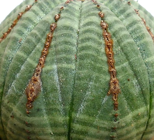 Euphorbia obesa BROWN LINES