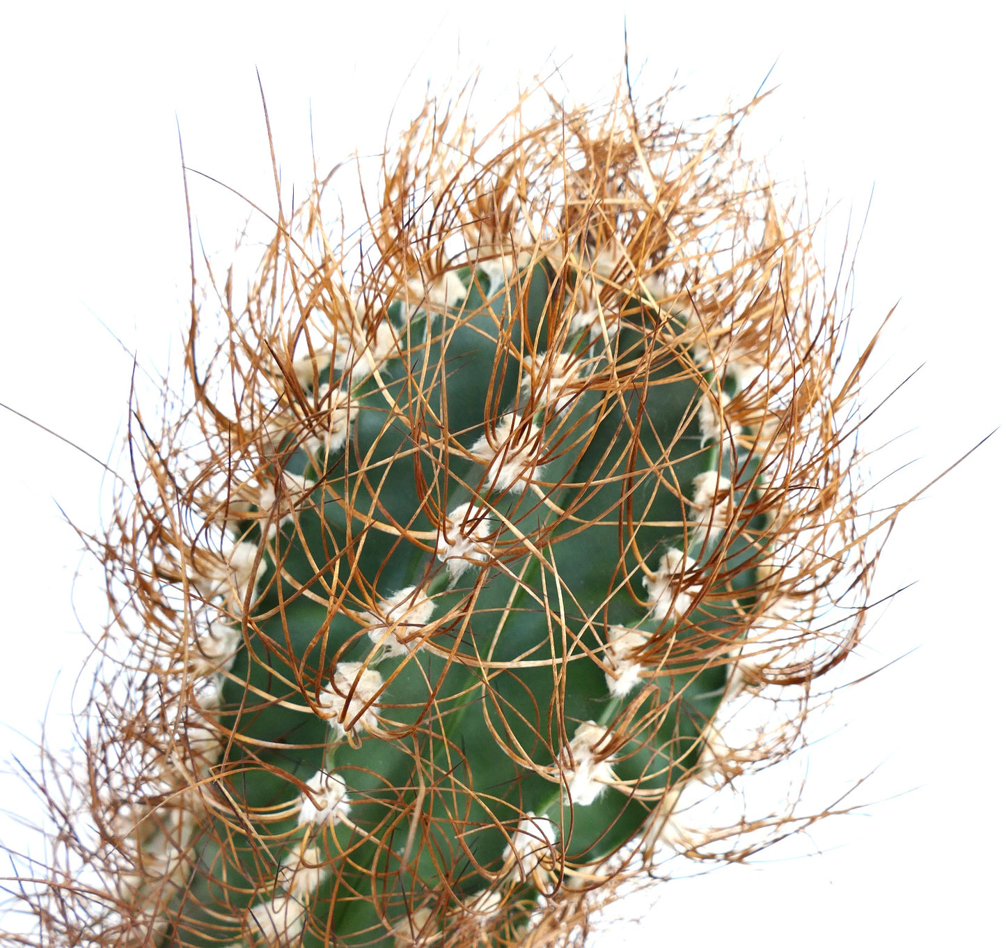 Astrophytum capricorne var. aureum SAX20