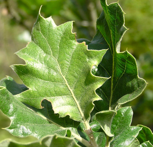 Quercia vallonea 15-30cm