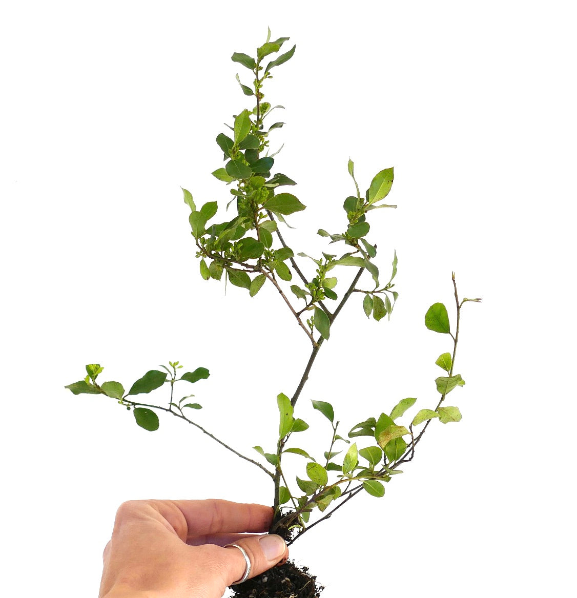 Rhamnus alaternus 15-50cm