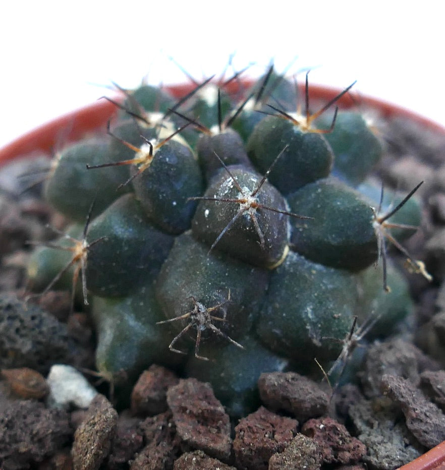 Copiapoa cinerea x atacamensis WE326