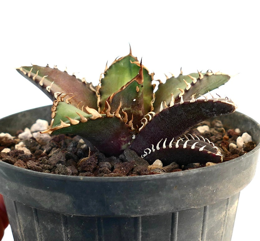 Agave titanota cv SHARK SHOUI CM2