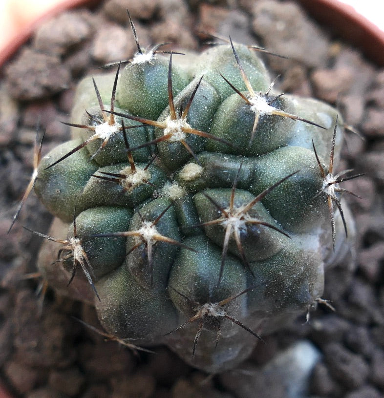 Copiapoa hypogaea X fiedleriana AV6