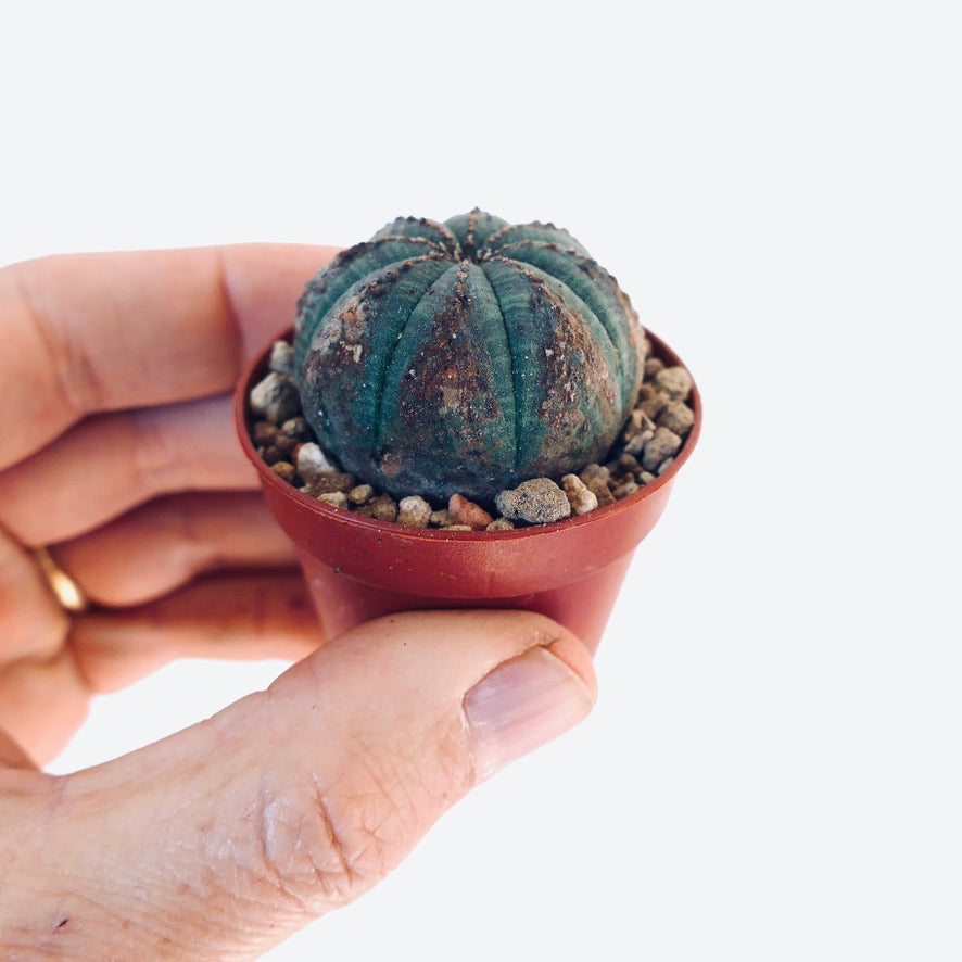 Euphorbia obesa LEN141