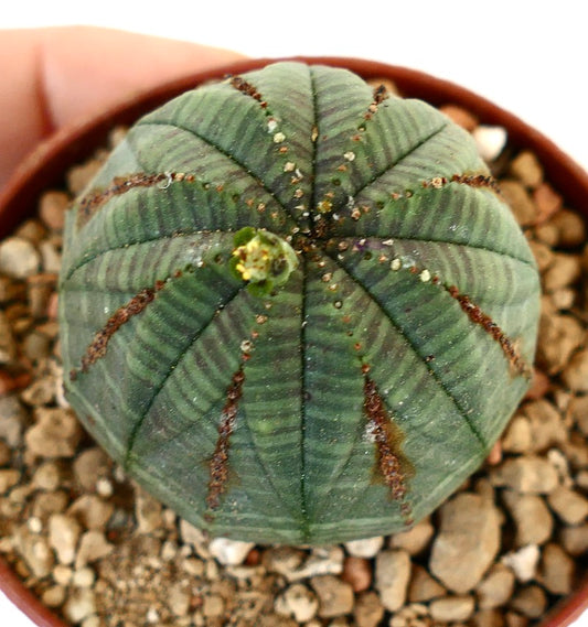 Euphorbia obesa 9E7-1018