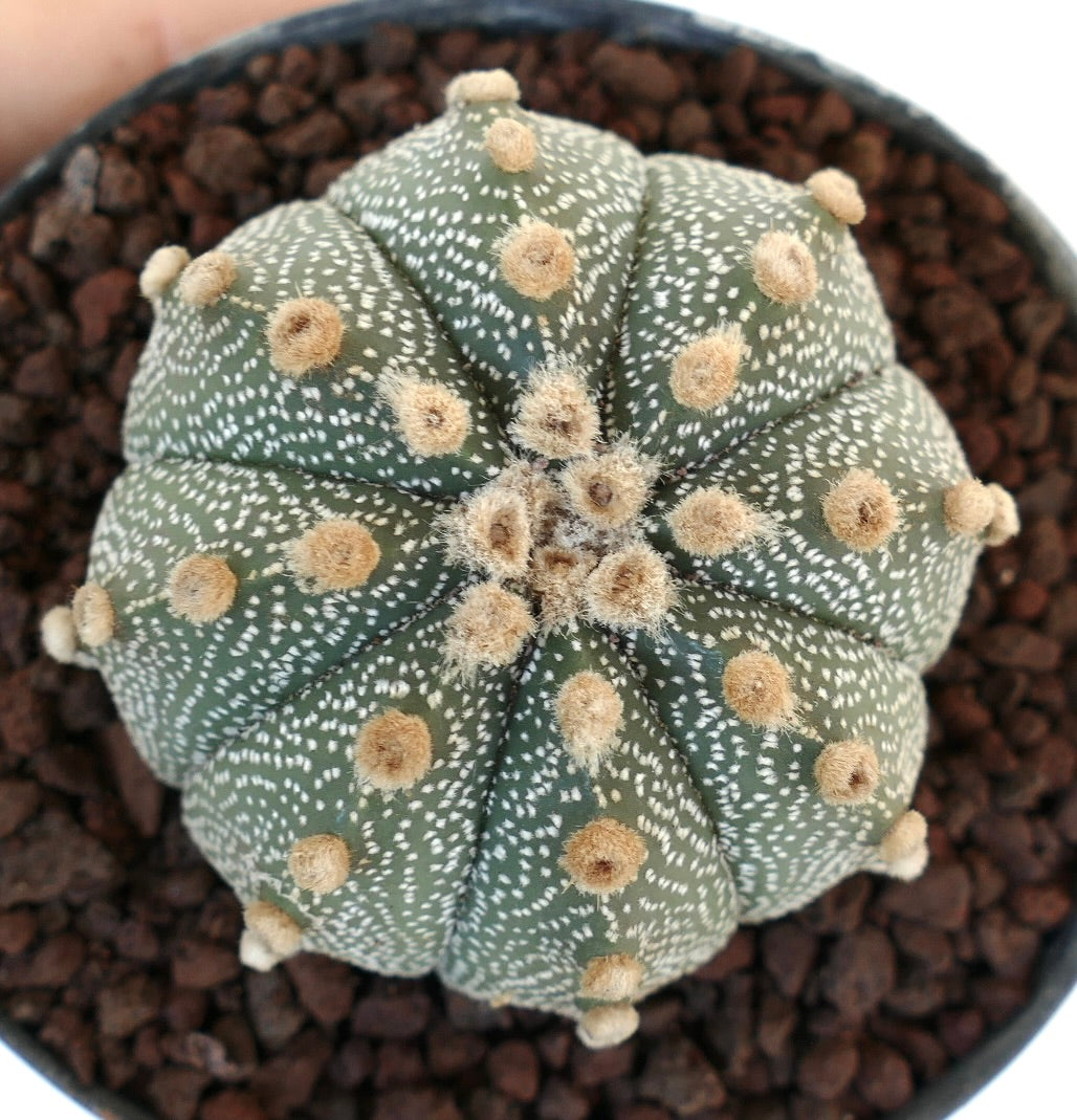 Astrophytum asterias cv OIBBO TG36