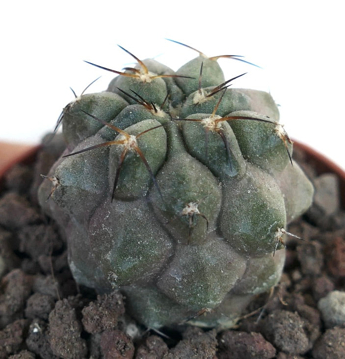 Copiapoa cinerea KIKKO X Copiapoa hypogaea PF3