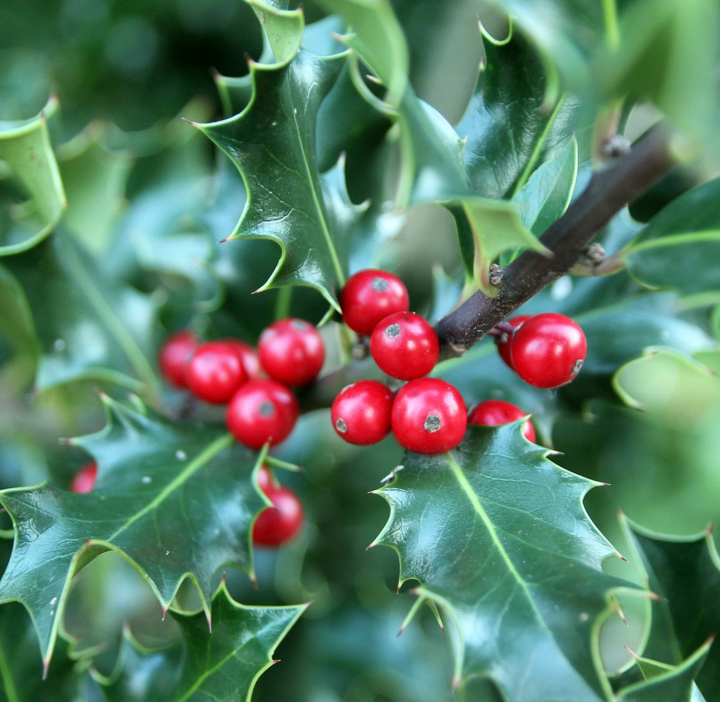 Ilex aquifolium