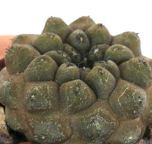 Copiapoa hypogaea KIKKO BROWN Z9