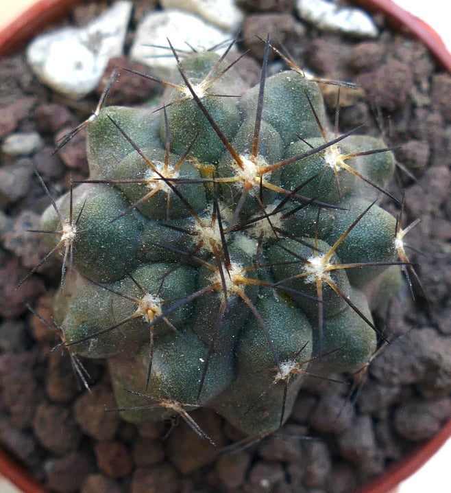 Copiapoa cinerea x atacamensis MRN65