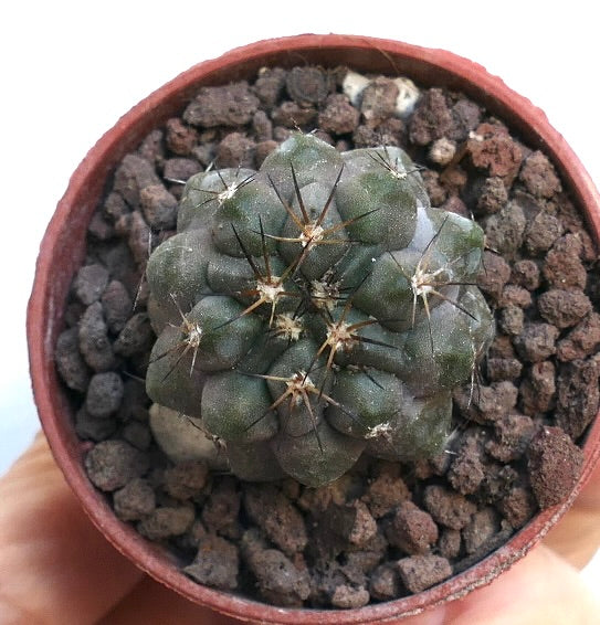 Copiapoa cinerea X Copiapoa serpentisulcata RNM1