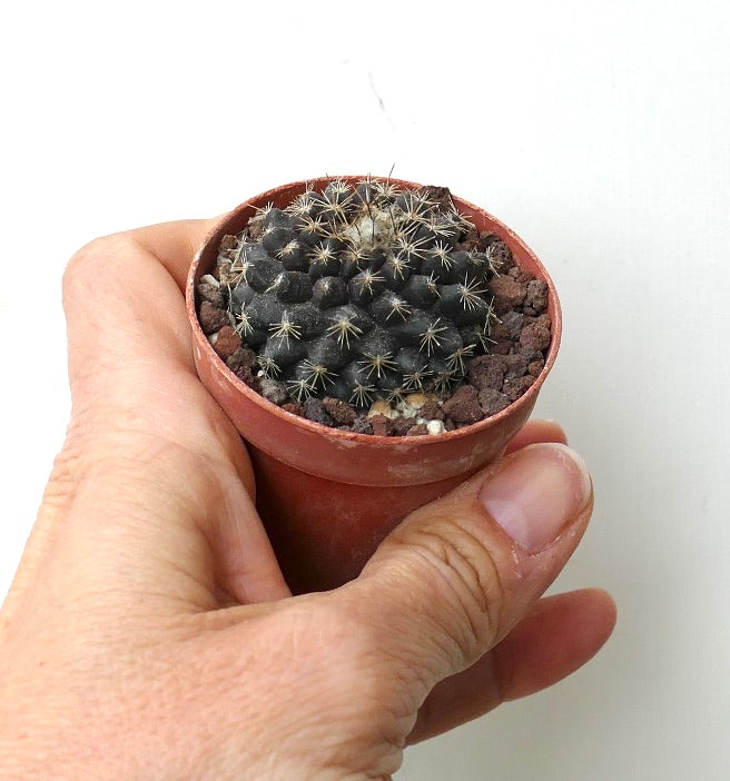 Copiapoa tenuissima SOUTH OF ANTOFAGASTA 128B