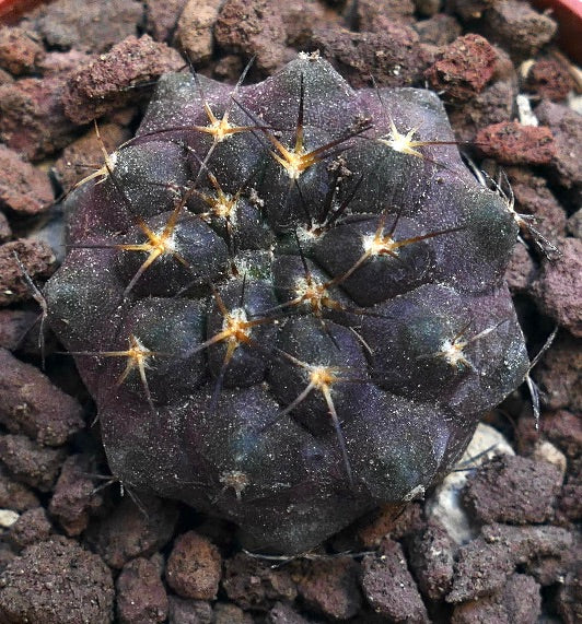 Copiapoa griseoviolacea X serpentisulcata TT2