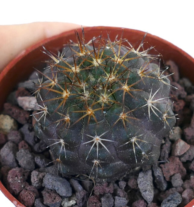 Copiapoa griseoviolacea X Copiapoa goldii AN7