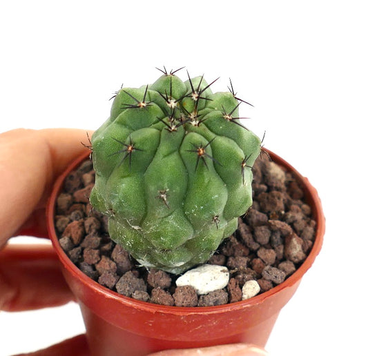 Copiapoa cinerea KIKKO GREEN X Copiapoa hypogaea T5 MQF