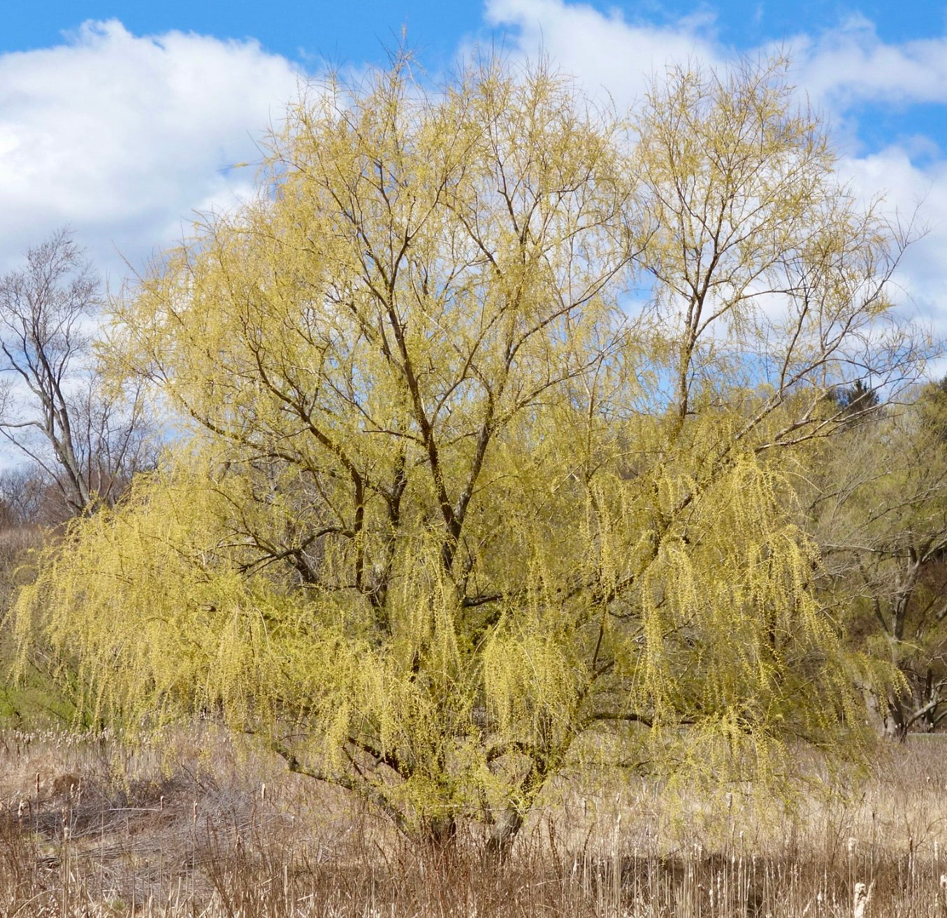 Salix alba subsp. vitellina 70-90cm