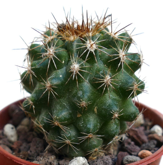 Copiapoa serpentisulcata SAB70