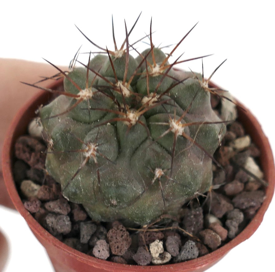 Copiapoa cinerea X Copiapoa serpentisulcata B38