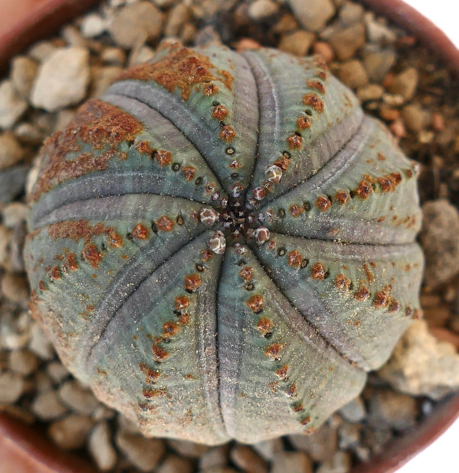 Euphorbia obesa BROWN MARKS 15