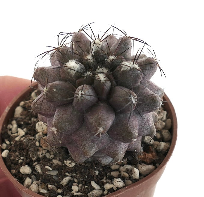 Copiapoa cinerea KIKKO X humilis C128B