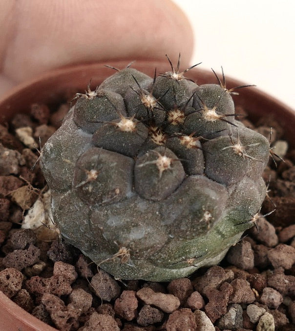 Copiapoa cinerea x hypogaea N23