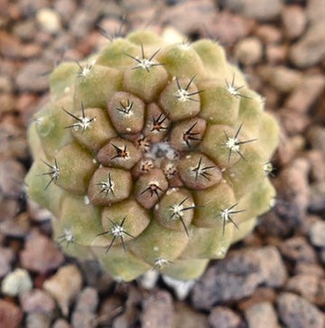 岩場の土壌に植えられた球状のこぶと短い棘を持つコピアポア・ヒポガエア多肉サボテン