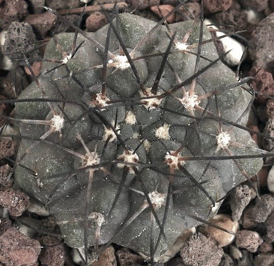 Copiapoa cinerea form KIKKO X serpentisulcata GIO