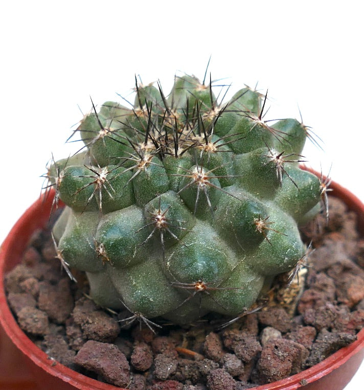 Copiapoa fiedleriana (north of Carrizal Bajo, CHILE) 3T