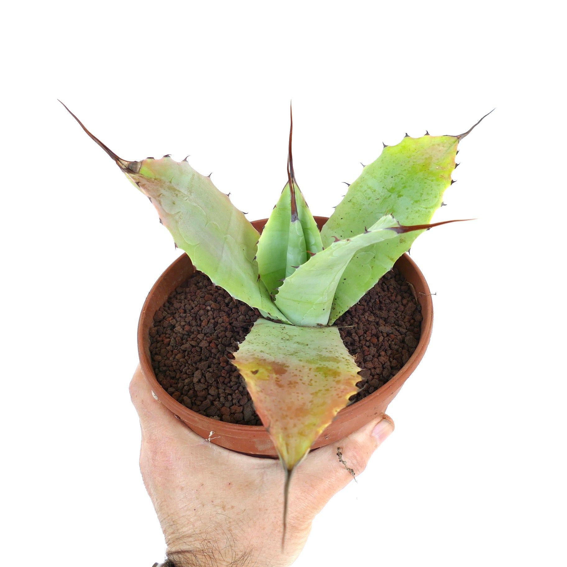 アガベ　パリー×オバティフォリア バンジー　ハイブリッド アガベ・パリー × アガベ・オバティフォリア（Mr. Corsi