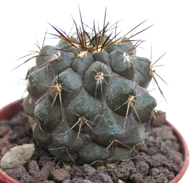 Copiapoa cinerea GREY X haseltoniana PMS1