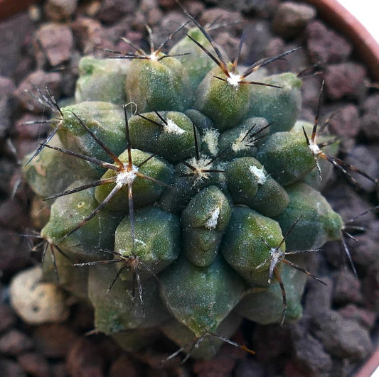 Copiapoa cinerea KIKKO X humilis SAB80 (3,5-T6,5)