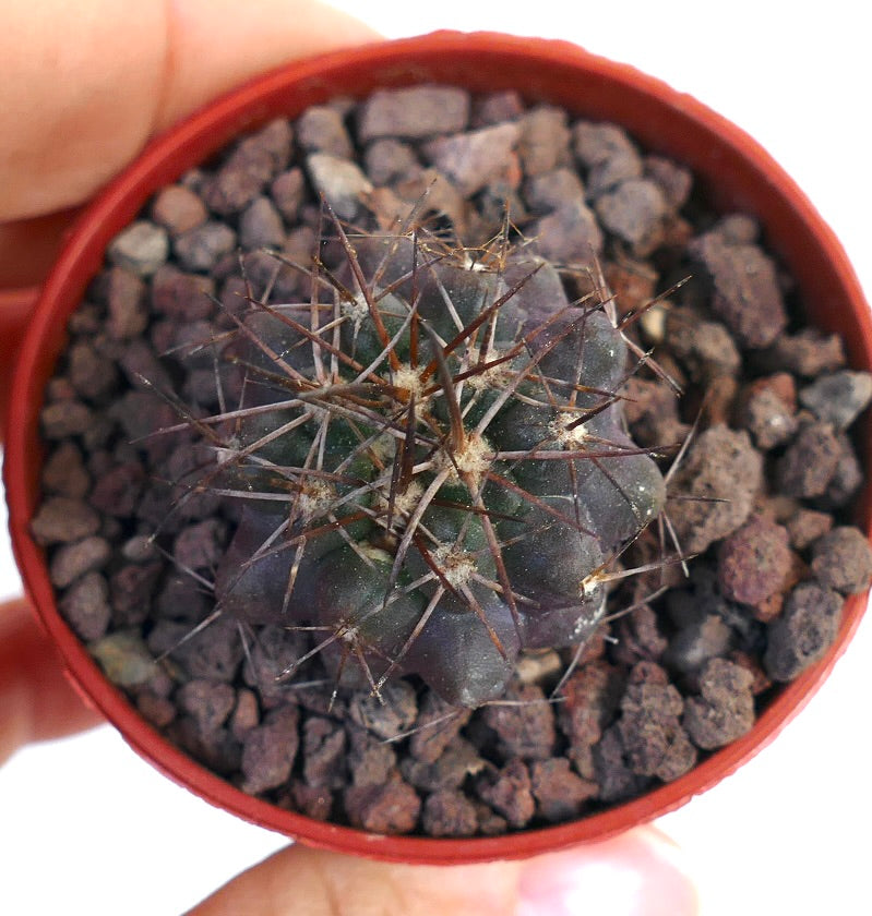 Copiapoa atacamensis WZI7