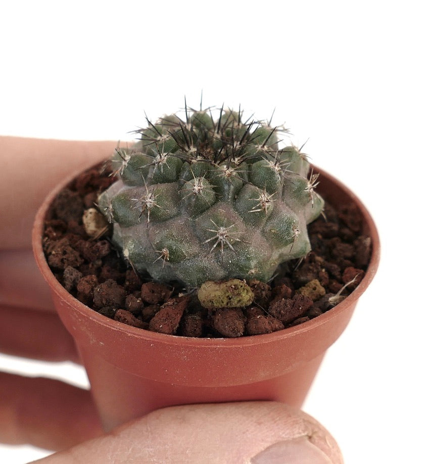 Copiapoa tenuissima X Copiapoa cinerea CONT1