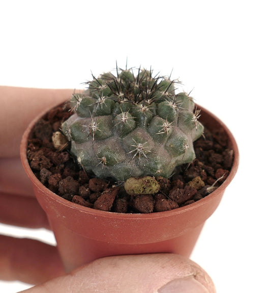 Copiapoa humilis 2003