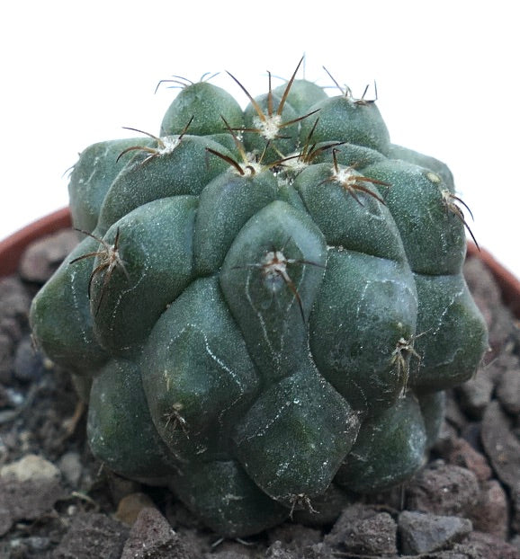 Copiapoa cinerea KIKKO GREEN X Copiapoa hypogaea CSF4