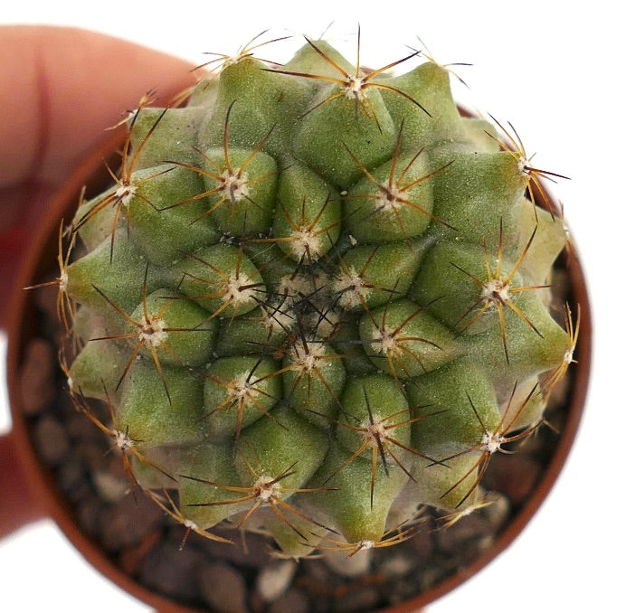 Copiapoa hypogaea X serpentisulcata 18L