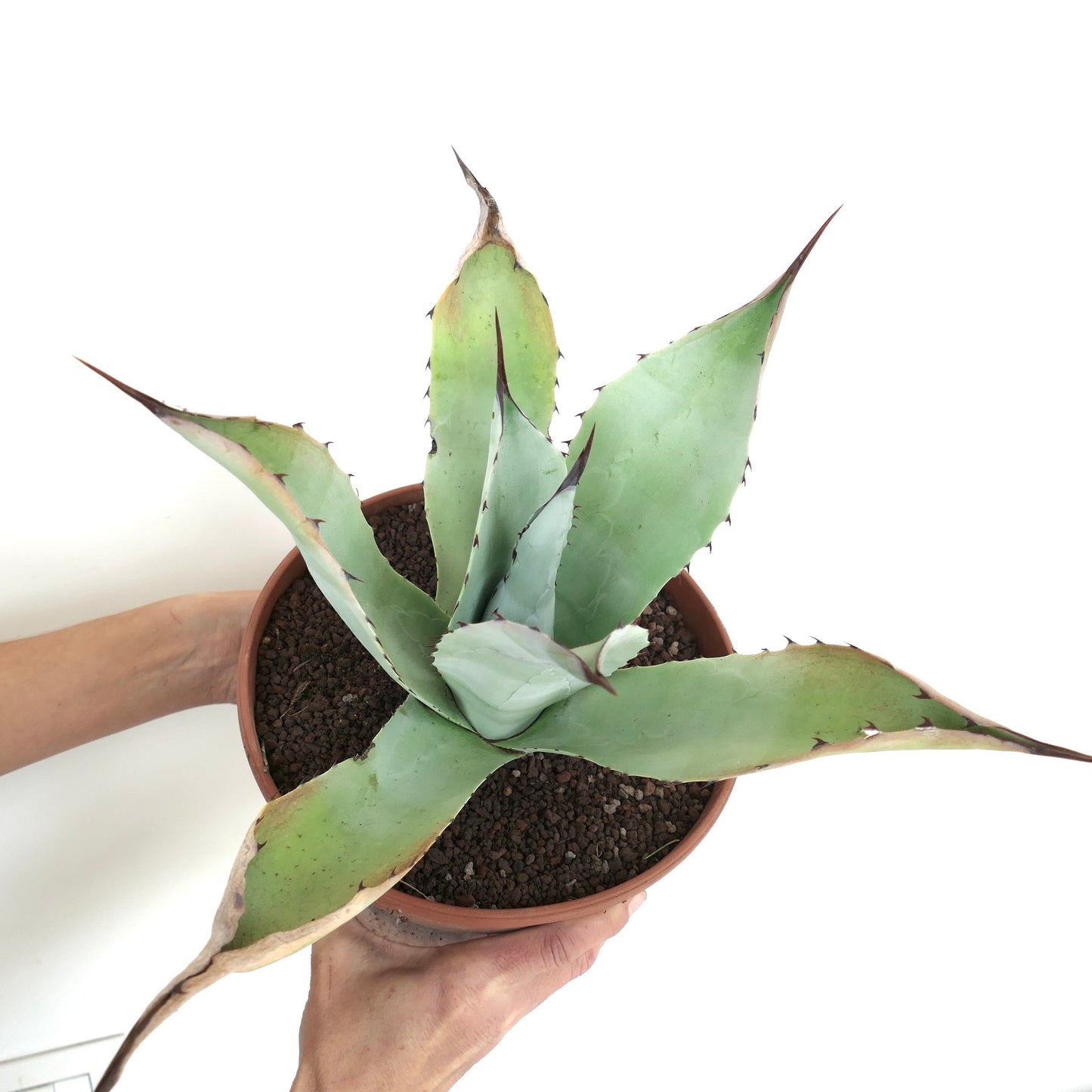 Agave parryi X Agave ovatifolia HUNTIGHTON (Mr. Corsi HYBRID) PT71