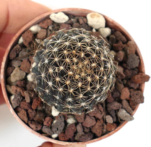 Copiapoa tenuissima SOUTH OF ANTOFAGASTA CVL