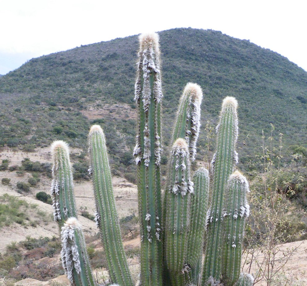 Pilosocereus chrysacanthus SEEDS