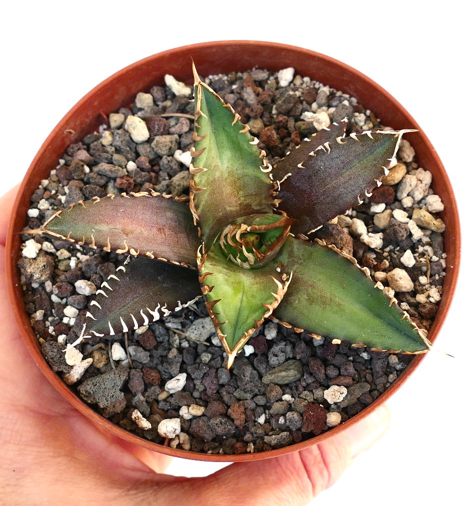 Agave titanota cv SHARK SHOUI Z1Z