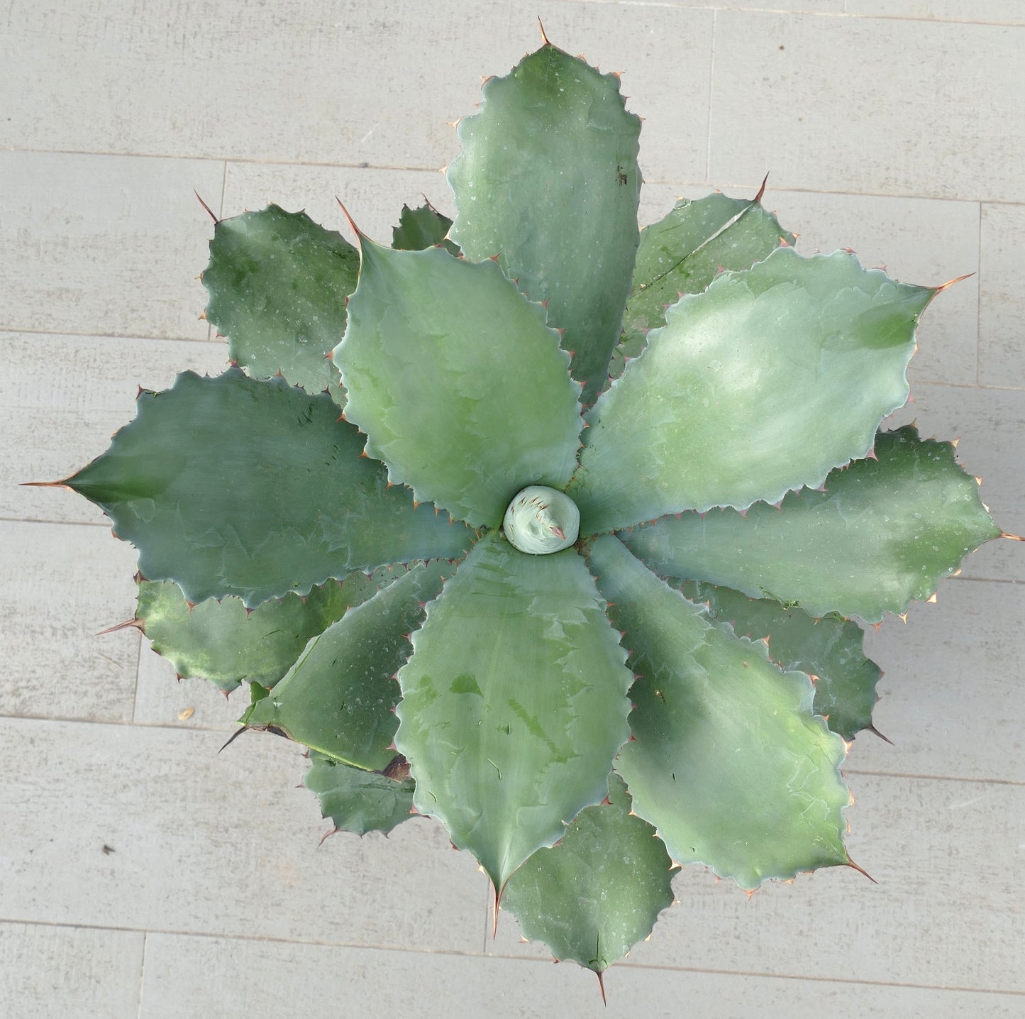 Agave ovatifolia x bovicornuta GREY (Mr. Corsi HYBRID) 4