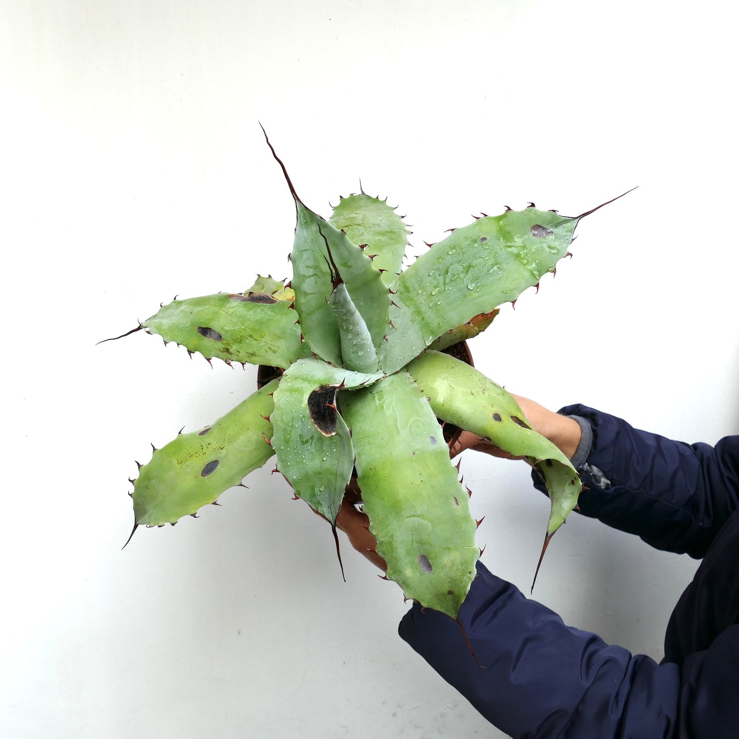 Agave cerulata X eborispina X bovicornuta F3 (Mr. Corsi HYBRID) 30GMA