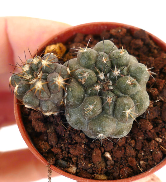 Copiapoa cinerea X hypogaea (branched) 005