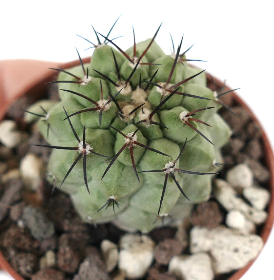 Copiapoa cinerea KIKKO GREEN 273