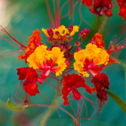 Caesalpinia pulcherrima mix ORANGE-YELLOW SEMI